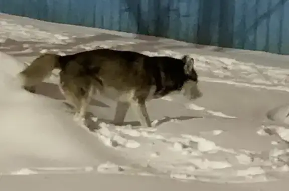 Найден мальчик-собака на ул. Солнечная 12А, Челябинск