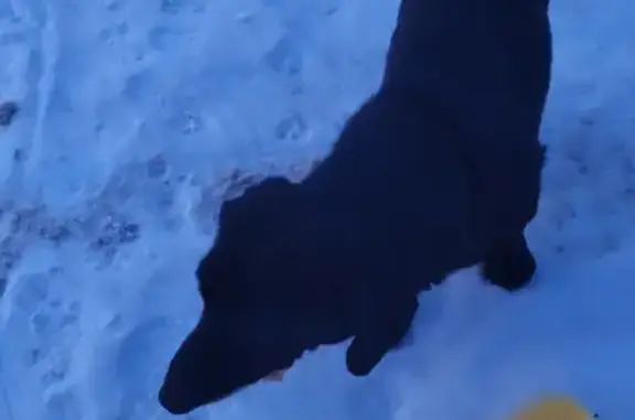 Собака-метис с белым пятнышком в Судаково, Тульская область