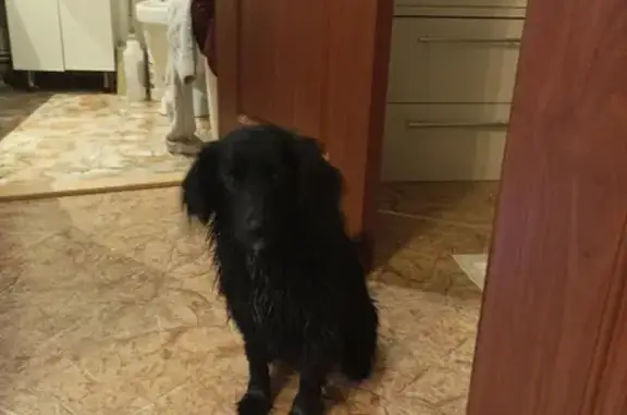 Собака найдена на остановке Квадро, проспект Космонавтов, Ростов-на-Дону.