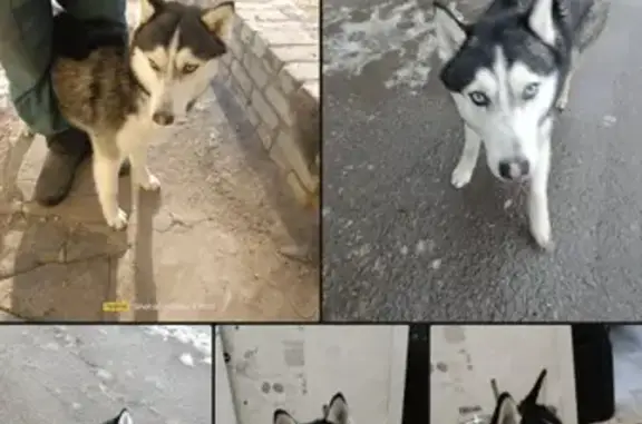 Пропала собака Каспер на улице Ломакина, 9