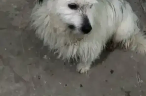 Собака найдена на Ново-Астраханской, 4 в Саратове.