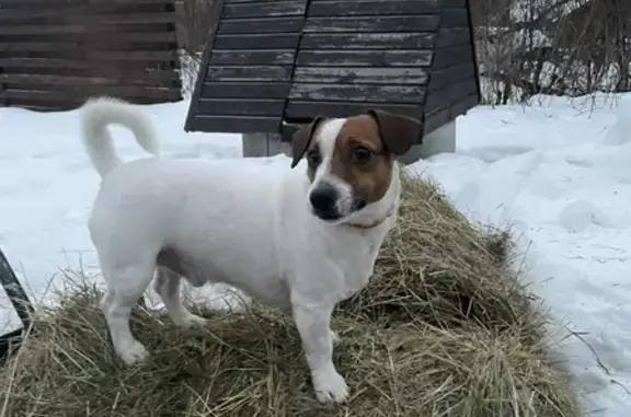 Пропала собака в Головинском поселении, Владимирская область
