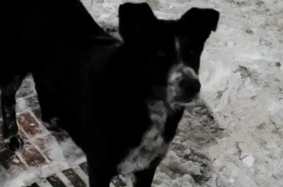 Найдена собака на ул. 10 лет Октября в Омске