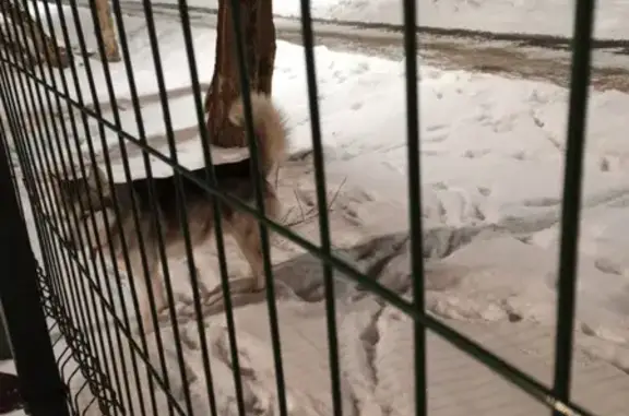 Найдена собака на ул. Киевской, Гатчина