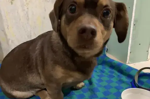 Найдена собака, Калининград, фото: Найден пёс возле парка Юрия Гагарина, Калининград