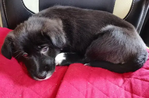 Найдена собака на Бурашевском шоссе, ищут ответственных хозяев