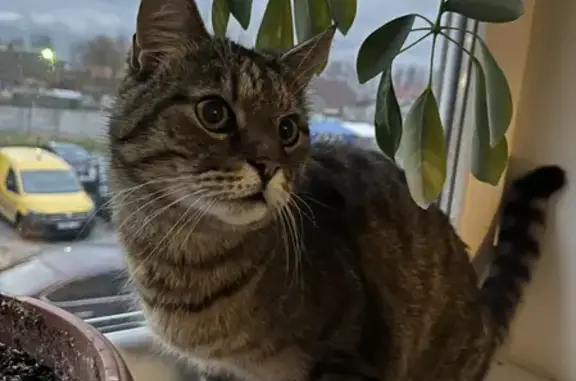 Найдена кошка на Аллее Смелых, Калининград