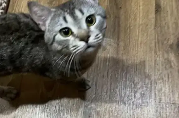 Потерян породистый кот на ул. Салиха Батыева, 1 в Казани