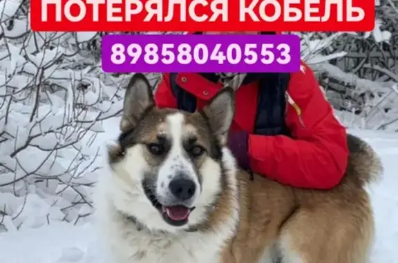 Пропала собака в Лопотово (46Н-11352)
