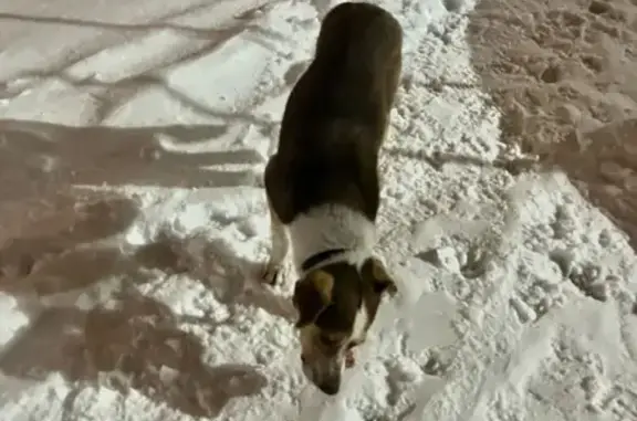 Собака найдена на проспекте Станке Димитрова, 651К в Брянске