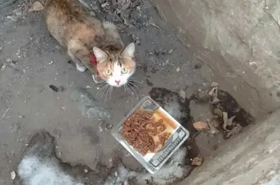Котенок на ул. Тимирязева, Минусинск