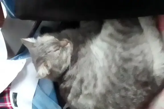 Найдена кошка Котик на ул. Дружбы, 18, Стерлитамак