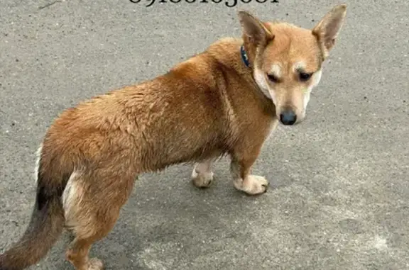 Потеряшка собака на улице Братьев Пченушай, 39