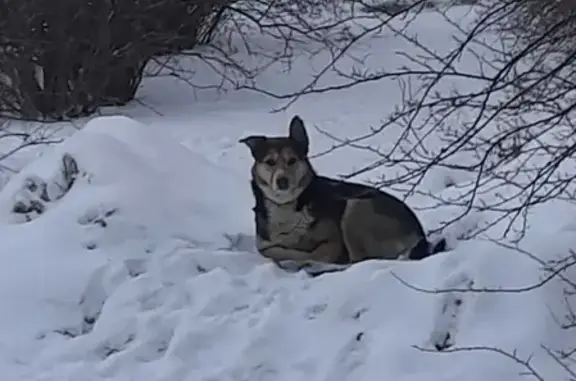 Собака на проспекте Елизарова, 1
