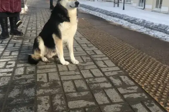 Собака найдена на станции Кубинка