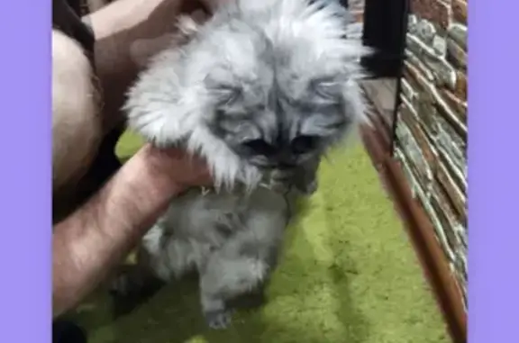 Кошки потеряшки, Санкт-Петербург, фото: Потеряшка кошка на улице Жени Егоровой, СПб