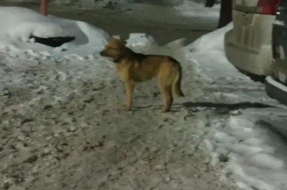 Найдена собака на Пристанционной, Чебоксары
