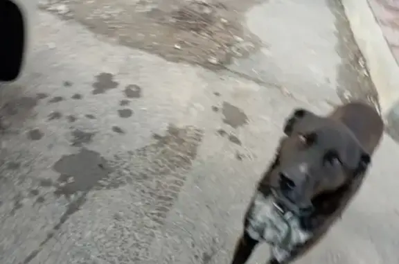 Найдена собака на улице Комарова