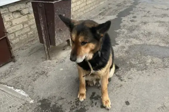 Найден домашний пёс возле магазина в посёлке Ланьшинском (Тульская область)