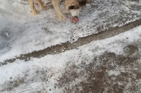 Найдена собака в Казани с ошейником и медальоном