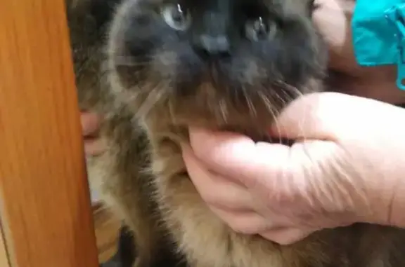Найден породистый кот на Менделеева 173, Уфа