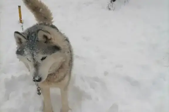 Пропала собака Хаска на Центральной улице, Ногинск