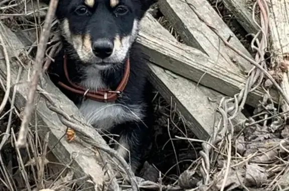 Собака найдена на Полевой, 80 в Краснодаре