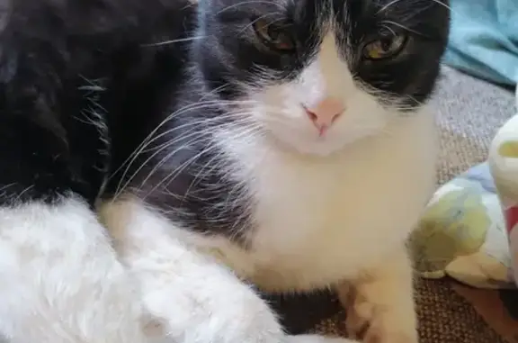 Кошки потеряшки, Киров, фото: Потеряшка кошка Нежик на Советской улице, Киров