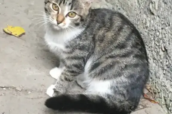 Пропала кошка на Носовихинском шоссе, 7 в Балашихе