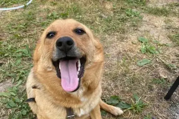 Потеряна собака в Камешково, Владимирская область