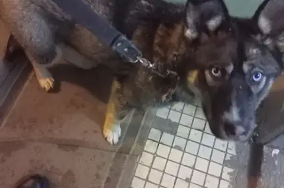 Найдена собака ДЕВОЧКА на Володарского-Шмидта, ищет дом.