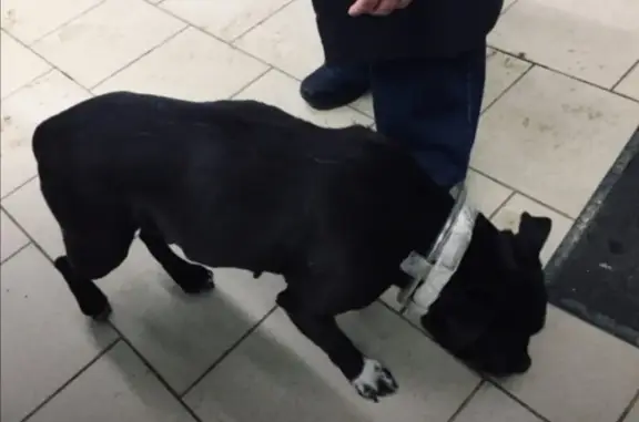 Найдена черная собака на ул. К. Маркса, 47