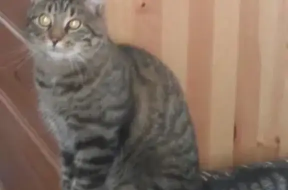 Кошки потеряшки, Санкт-Петербург, фото: Потеряшка кошка на улице Композиторов, СПб