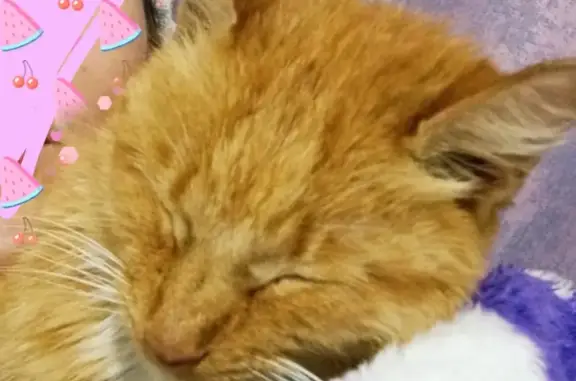 Найдена рыжая кошка на улице Наймушина, 4