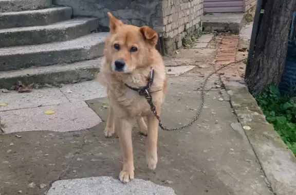 Пропала собака Бэн в Саратове, 6-й Савельевский проезд