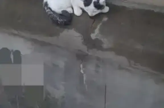 Пропала кошка на Броневой, Воронеж