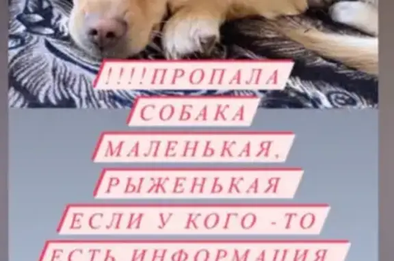 Пропала собака Айра на Молодёжной 9 в Спасске.