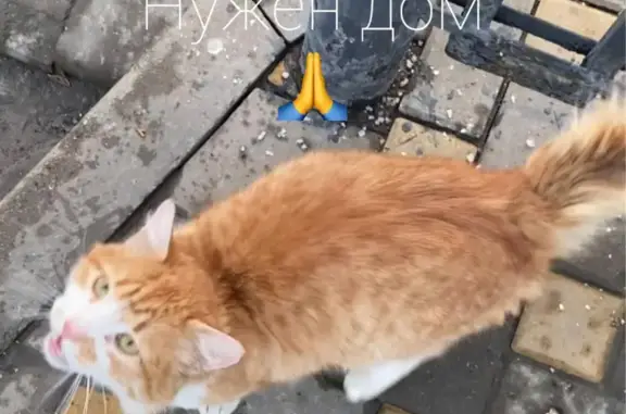 Найдена кошка на Большой Садовой, Ростов-на-Дону 🆘‼️