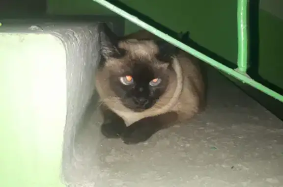 Найдена кошка, Ростов-на-Дону, фото: Ухоженная кошка тайской породы на проспекте Королёва, 2