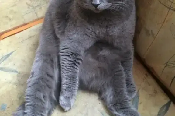 Кошки потеряшки, Сельцо, фото: Потеряшка кошка Яна, 41К-838, Сельцо