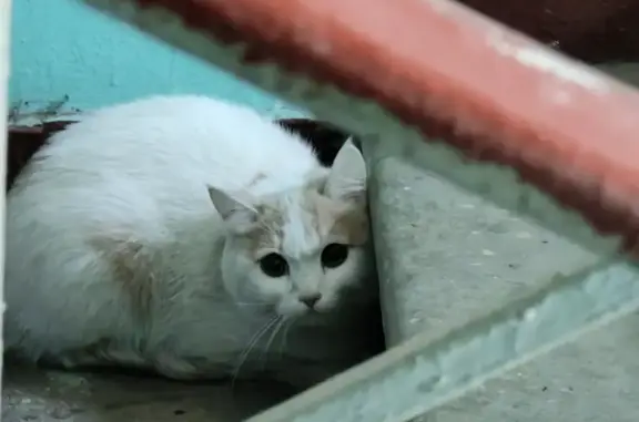 Найдена бело-рыжая кошка на ул. Корнейчука, Москва