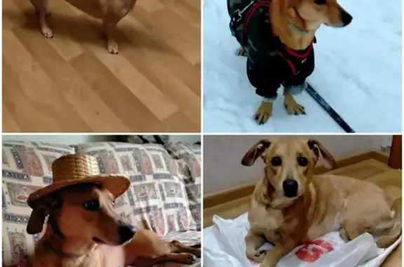 Найдена собака, Московская область, фото: Найдена собака Майя с проблемной лапой в Московской области