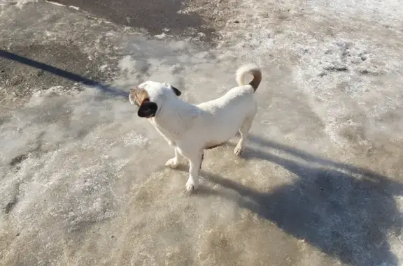 Собака найдена на ул. Черняховского, 10 в Курске