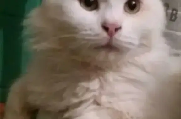 Кошки потеряшки, Шатура, фото: Потеряшка кот Макс, ул. Энергетиков, 14, Шатура