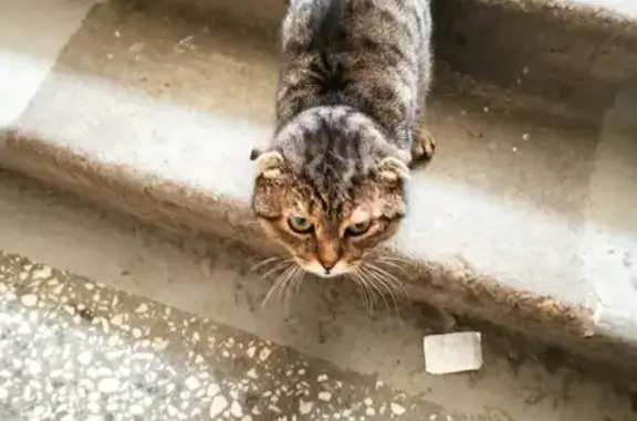 Найден серый вислоухий кот на ул. Липатова, 15А, Казань
