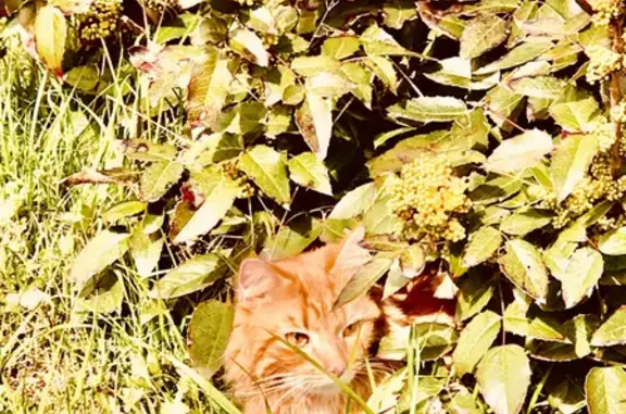 Пропала кошка Рыжик, ул. Халтурина 10, Кашира