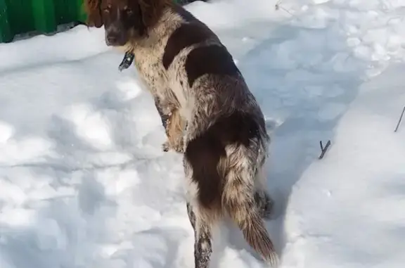 Найдена собака на ул. Воробьева, р-н Чурилово, в коричневом ошейнике