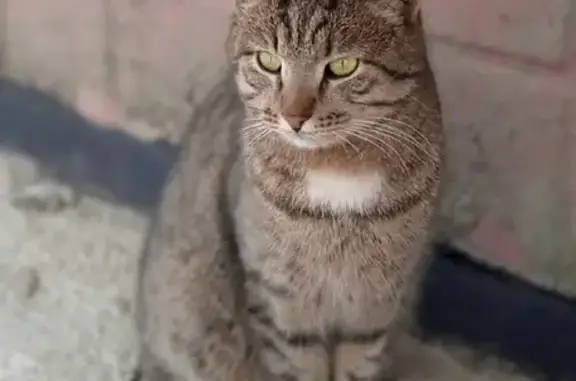 Найден кот на ул. Байдула, 6 в Чебоксарах