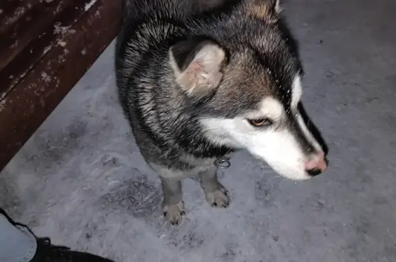 Собака без ошейника на Притомской, Кемерово