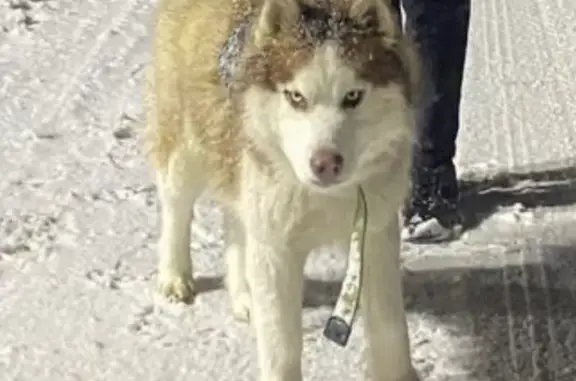 Пропала собака Хаски на Зелёной улице, 2